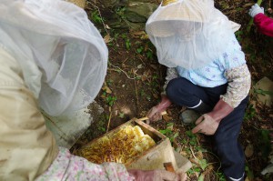 ハチミツの収穫