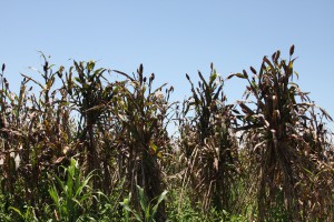 南スーダン南部農村で食べられているモロコシ